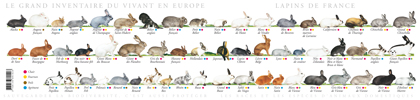 LAPINS DE FRANCE LAPINS DE FRANCE