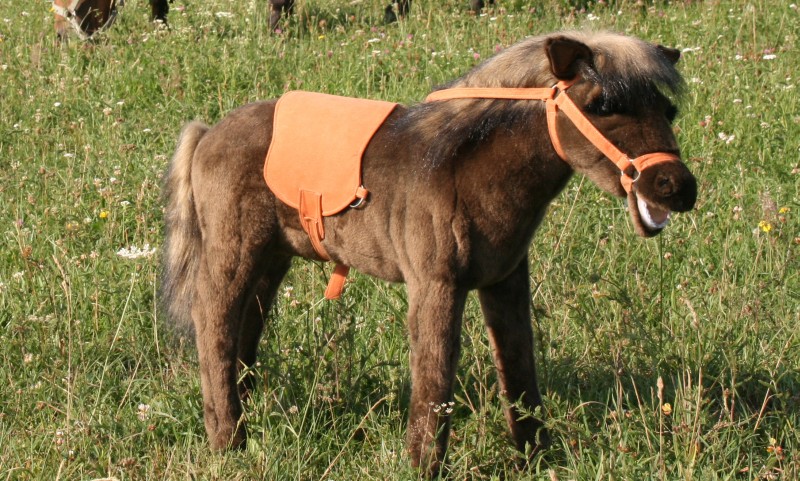 Poney en peluche Jouet supportant 100 kg ANIMA HANSA Poney en peluche Jouet supportant 100 kg ANIMA HANSA