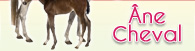 Ane Cheval Ane Cheval