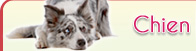 Chiens Chiens