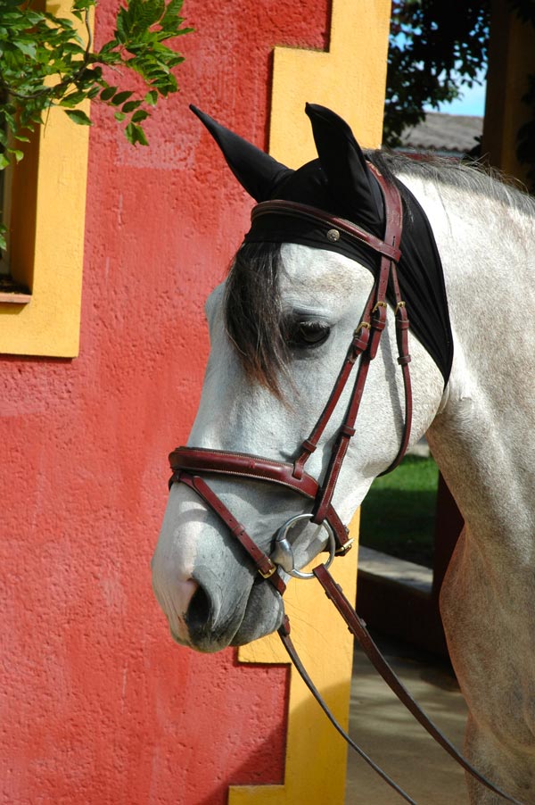 ANTIFLY PROTECT Bonnet Anti-mouches anatomique Chevaux