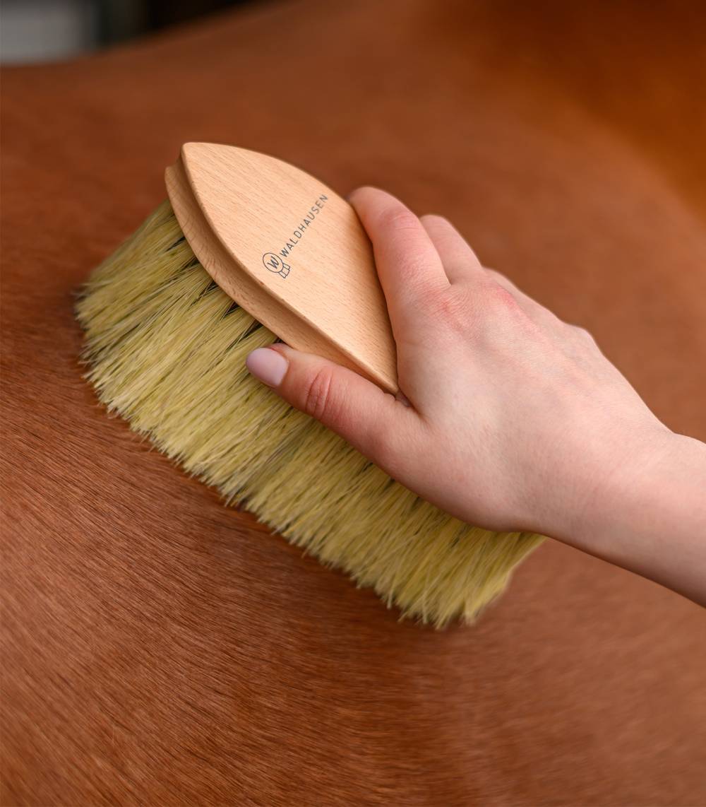 Brosse dure Pansage Exclusive Line Brosse dure Pansage Exclusive Line